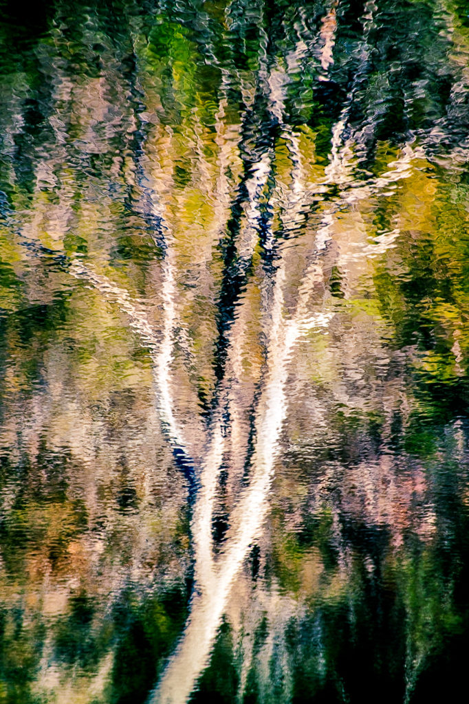 Rippling reflection of a gumtree in Pambula River, New South Wales, Australia